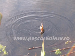 Oricat de mare ar fi, la felul cum lupta, cand ai o stiuca la capatul firului, senzatiile sunt de nedescris.