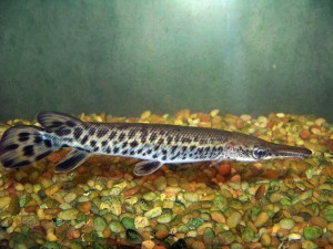 Atractosteus spatula