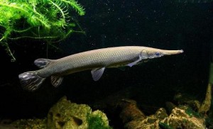 Atractosteus tristoechus