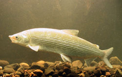Coregonus oxyrhynchus