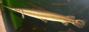 Lepisosteus osseus