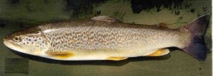 Salmo marmoratus Pastravul de marmura