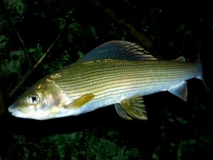 Thymallus thymallus Lipanul