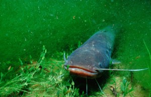 Silurus glanis Somn