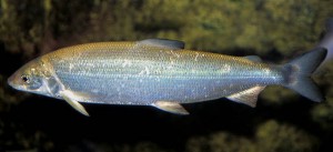 coregonus lavaretus Pastravul argintiu