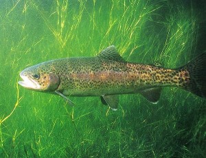 onchorhynchus mykiss