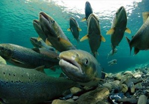 salmo salar