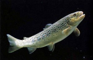 salmo trutta
