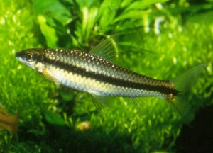 Crossocheilus siamensis