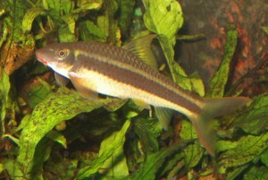 Garra cambodgiensis