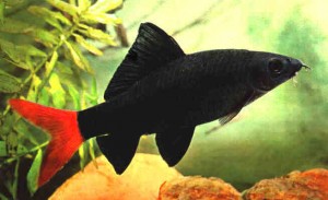 Labeo bicolor