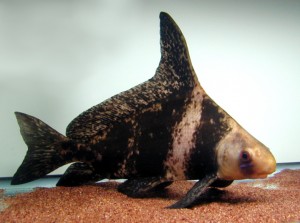 Myxocyprinus asiaticus