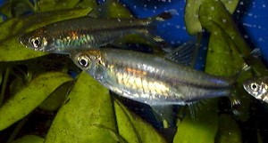 Rasbora trilineata