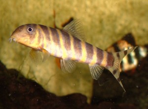 botia dario