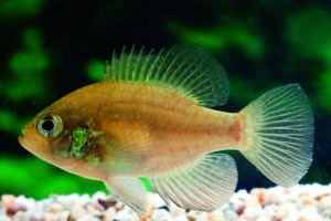 eneacanthus obesus