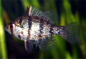 enneacanthus chaetodon