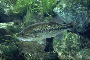 micropterus salmoides