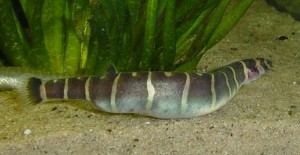 pangio myersi