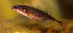 pungitius pungitius