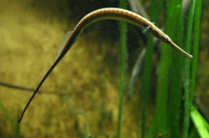 Doryichtys boaja