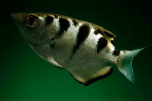 Toxotes oligolepis