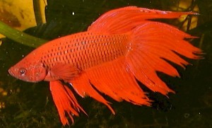 betta splendens