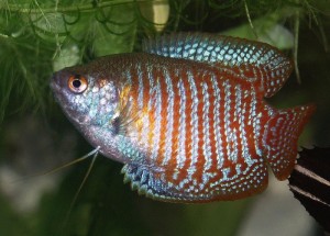 colisa lalia