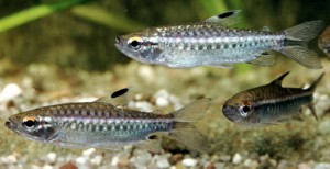 arnoldichthys spilopterus