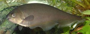 xenomystus nigri